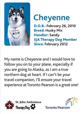Cheyenne, therapy dog